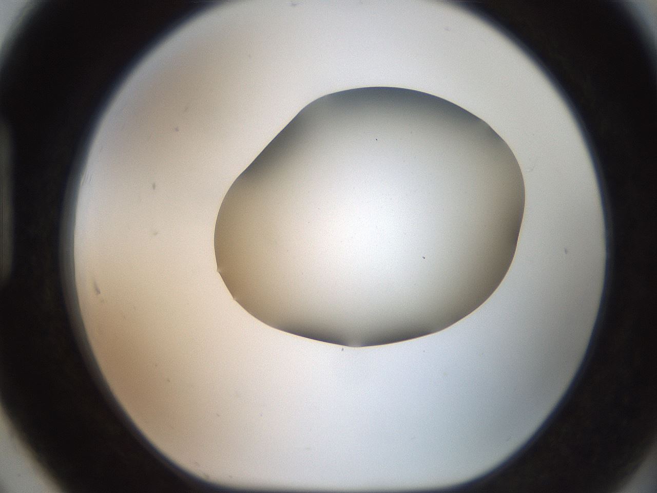 folderID466_plateID2466_batchID12061_wellNum91_profileID1_d1_r187094_ef.jpg