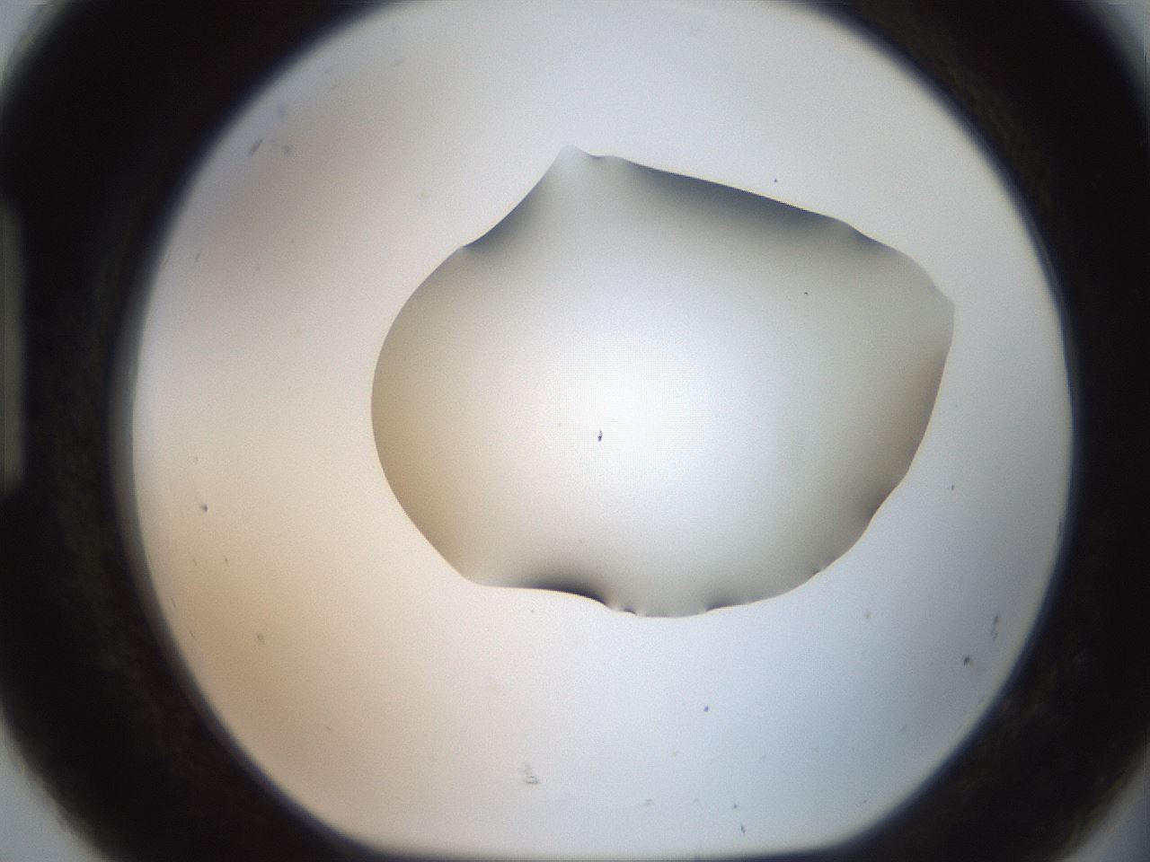 folderID466_plateID2466_batchID12061_wellNum92_profileID1_d1_r187095_ef.jpg