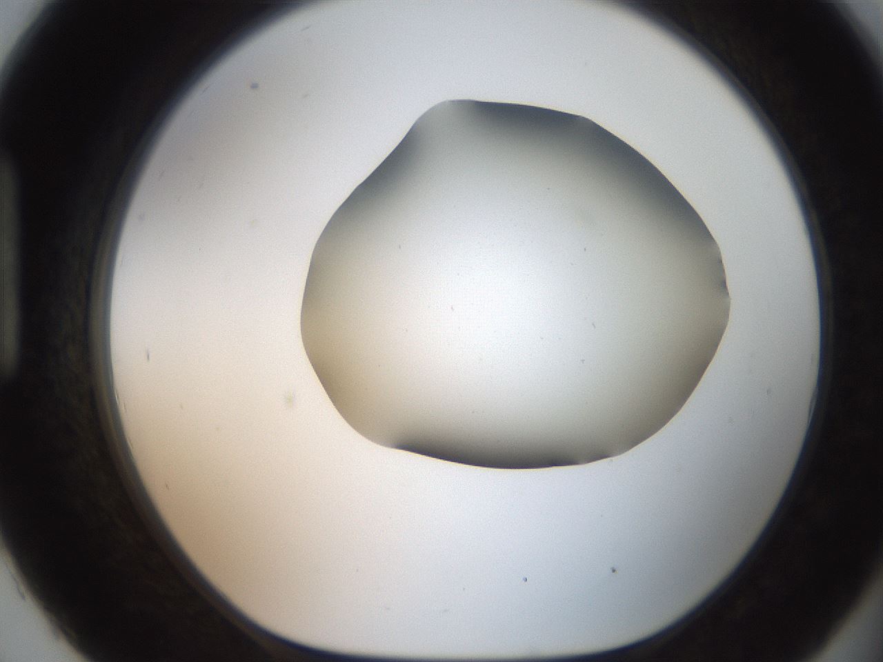 folderID466_plateID2466_batchID12061_wellNum93_profileID1_d1_r187096_ef.jpg