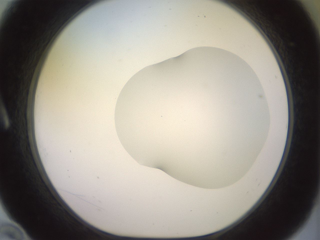 folderID467_plateID2467_batchID12051_wellNum10_profileID1_d1_r186437_ef.jpg