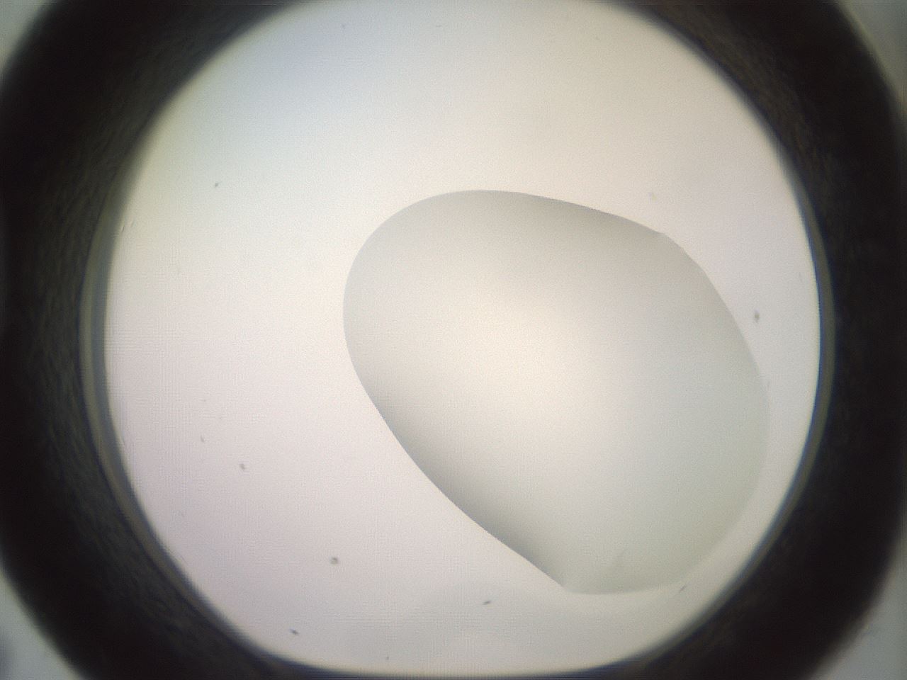 folderID467_plateID2467_batchID12051_wellNum43_profileID1_d1_r186470_ef.jpg