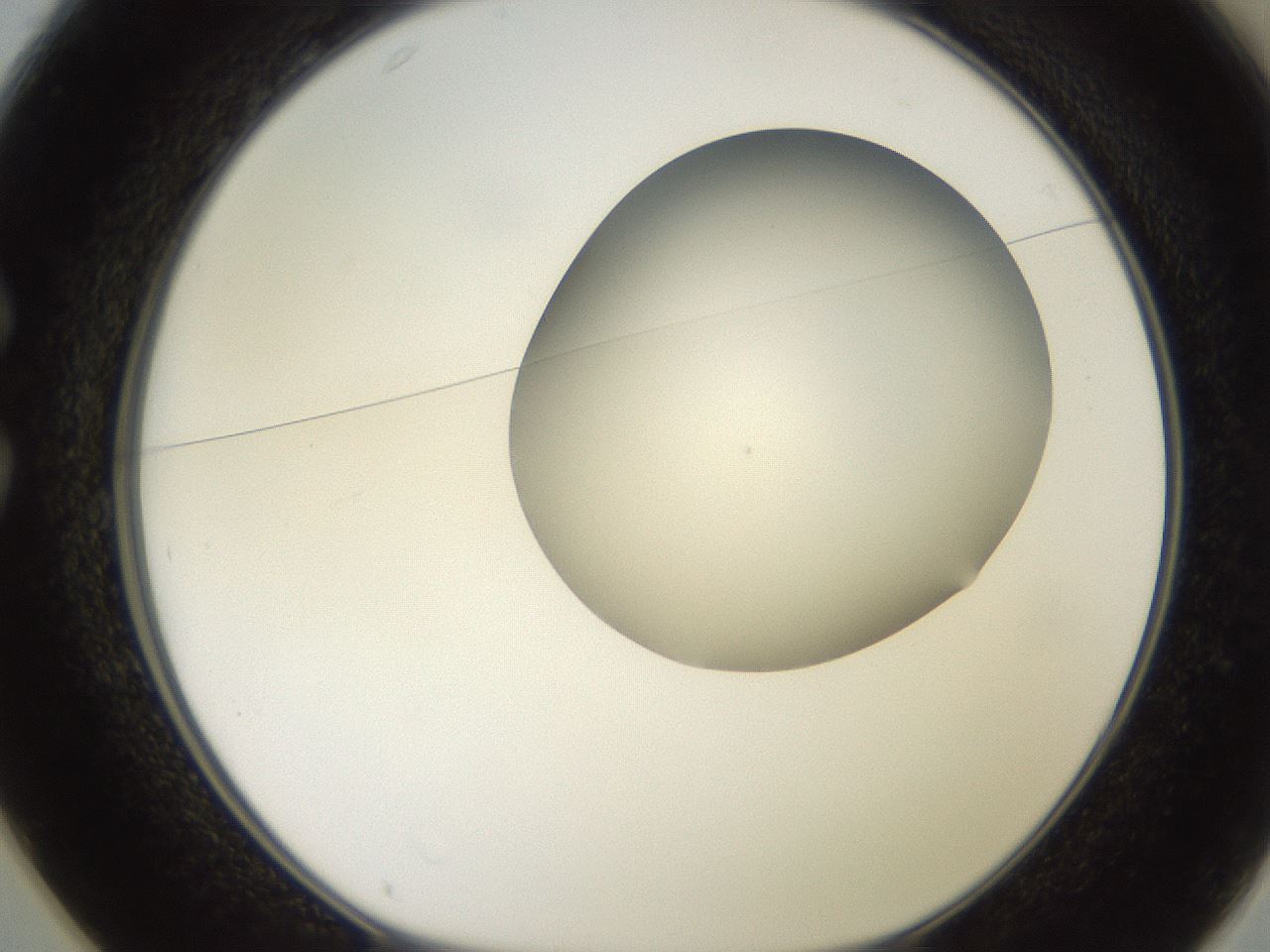 folderID468_plateID2468_batchID12056_wellNum25_profileID1_d1_r186836_ef.jpg
