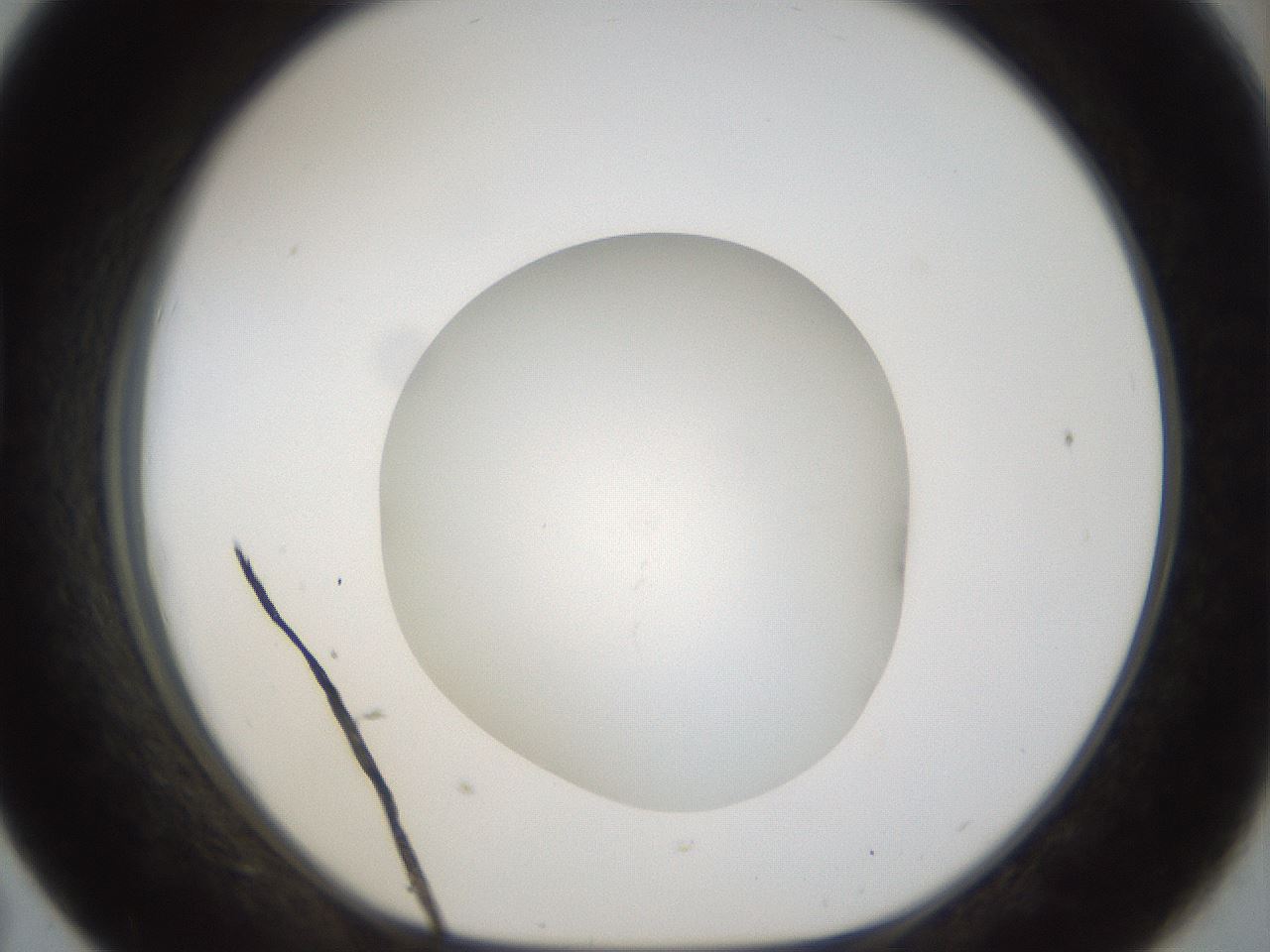 folderID45_plateID1045_batchID2122_wellNum43_profileID1_d1_r47058_ef.jpg