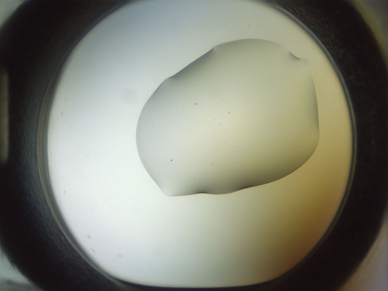 folderID465_plateID2465_batchID12053_wellNum96_profileID1_d1_r186715_ef.jpg