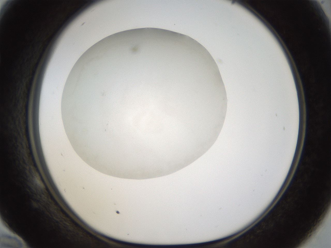 folderID46_plateID1046_batchID2119_wellNum58_profileID1_d1_r46785_ef.jpg