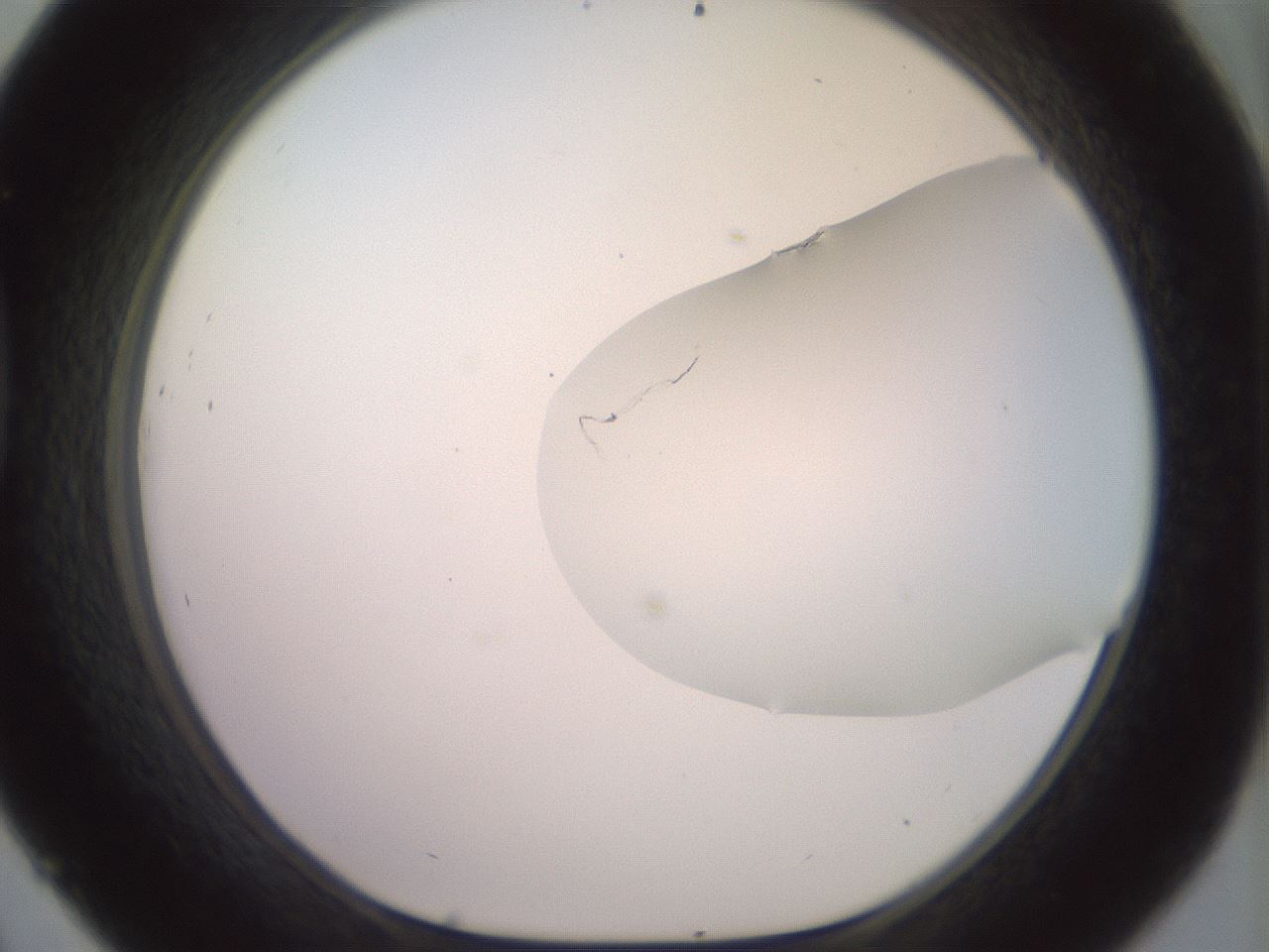 folderID467_plateID2467_batchID12051_wellNum45_profileID1_d1_r186472_ef.jpg