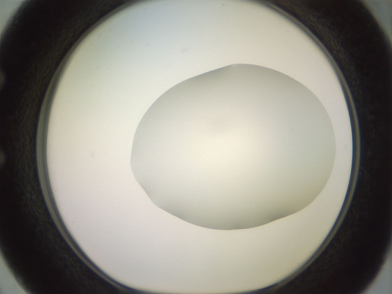 folderID467_plateID2467_batchID12051_wellNum50_profileID1_d1_r186477_ef.jpg