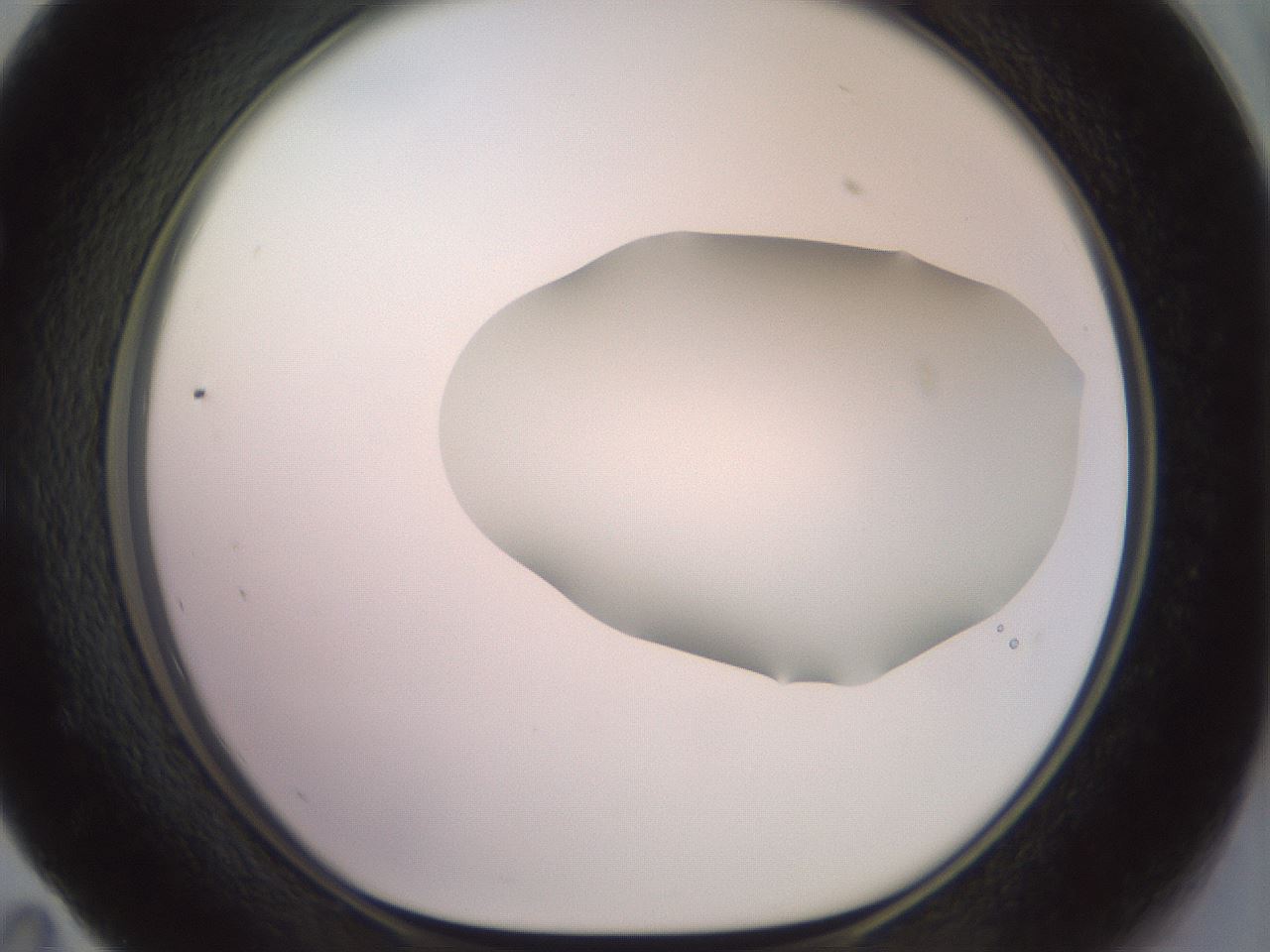 folderID467_plateID2467_batchID12051_wellNum59_profileID1_d1_r186486_ef.jpg