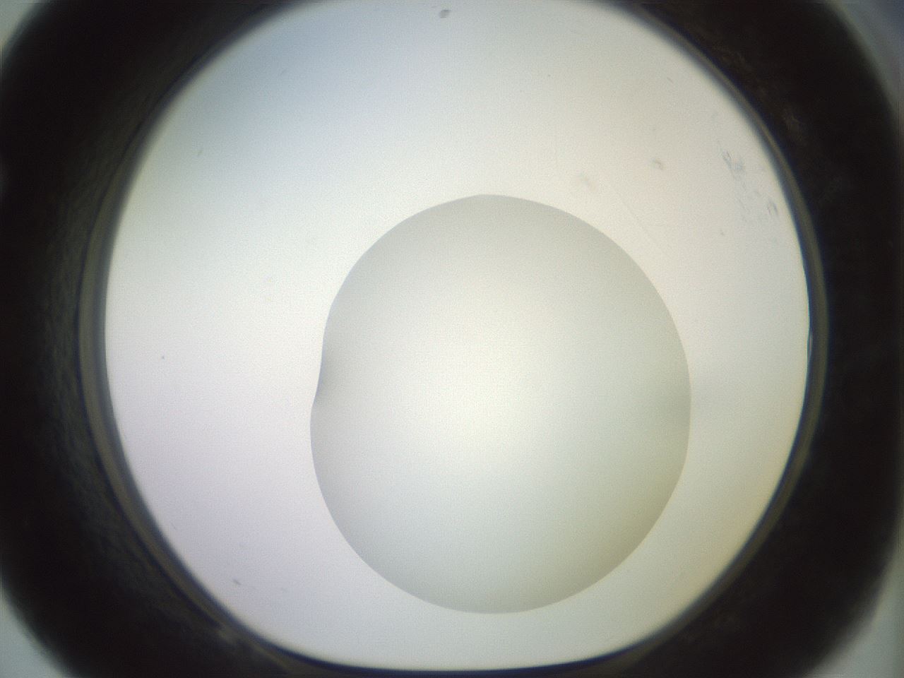 folderID467_plateID2467_batchID12051_wellNum68_profileID1_d1_r186495_ef.jpg