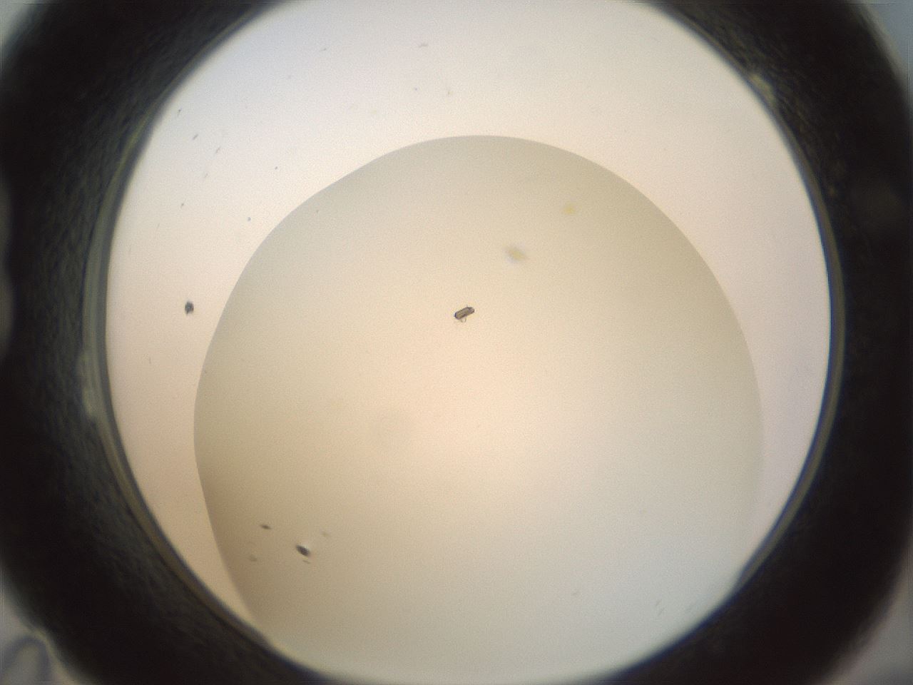 folderID209_plateID1209_batchID3627_wellNum23_profileID1_d1_r69196_ef.jpg