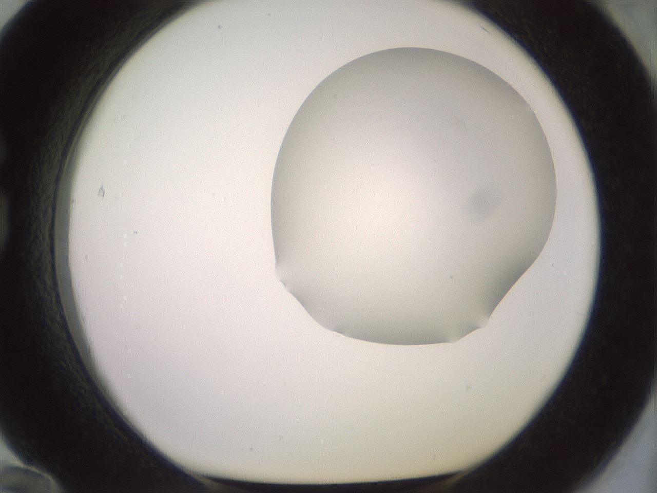 folderID467_plateID2467_batchID12051_wellNum84_profileID1_d1_r186511_ef.jpg