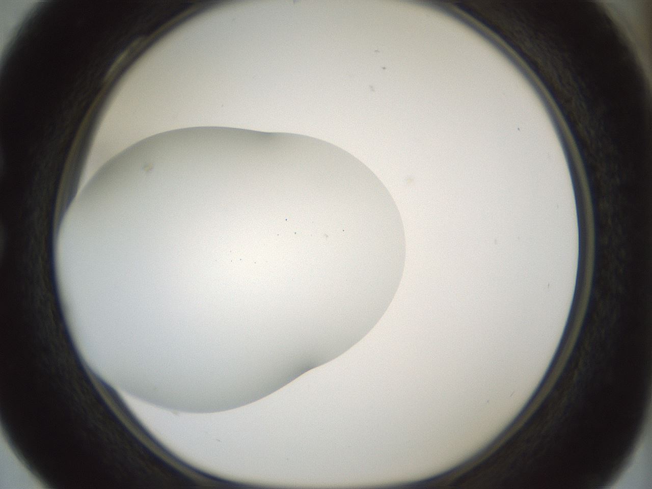 folderID468_plateID1468_batchID5630_wellNum28_profileID1_d1_r92938_ef.jpg
