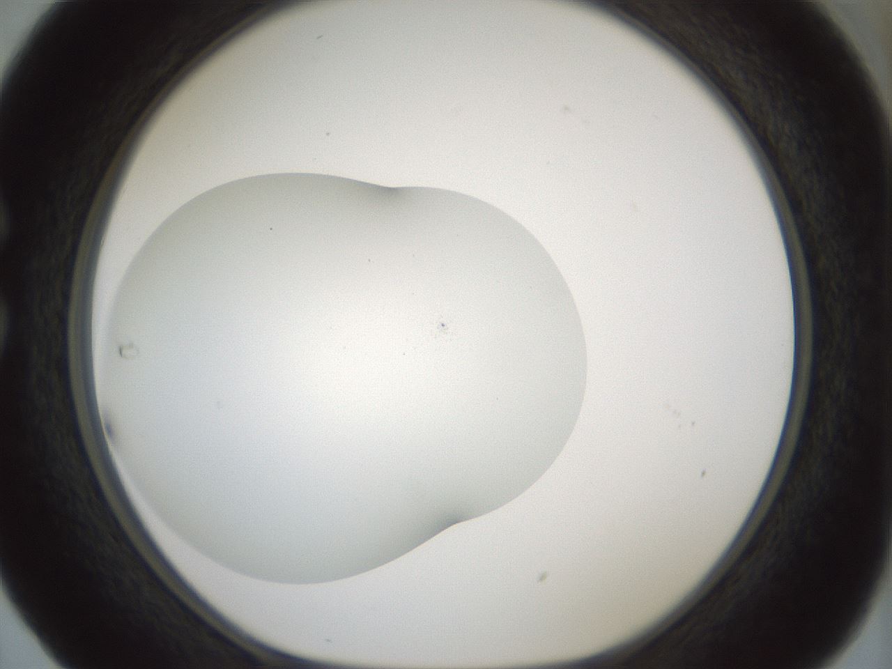 folderID468_plateID1468_batchID5630_wellNum29_profileID1_d1_r92939_ef.jpg
