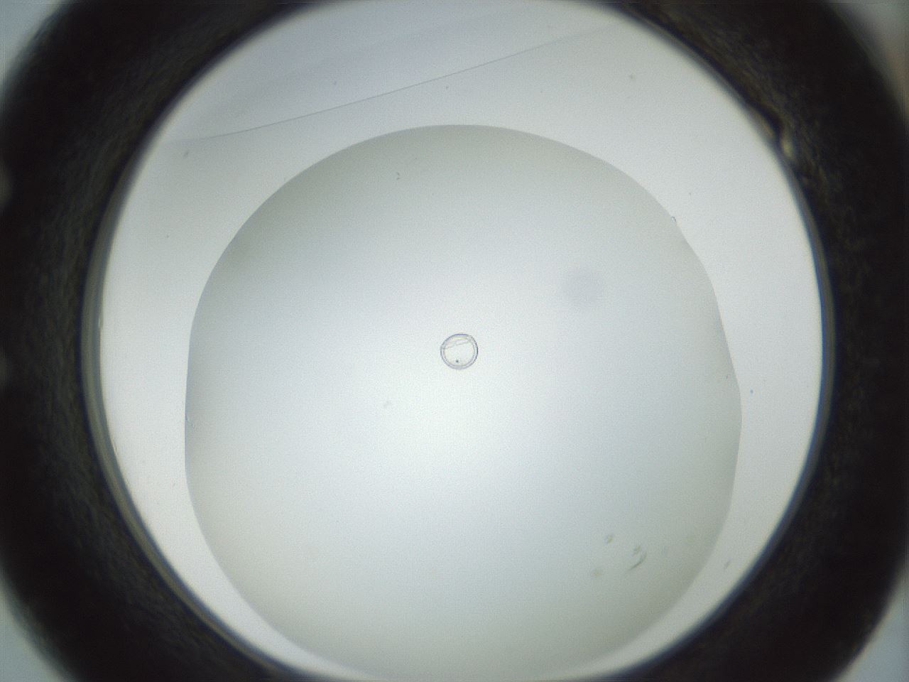 folderID209_plateID1209_batchID3627_wellNum49_profileID1_d1_r69248_ef.jpg