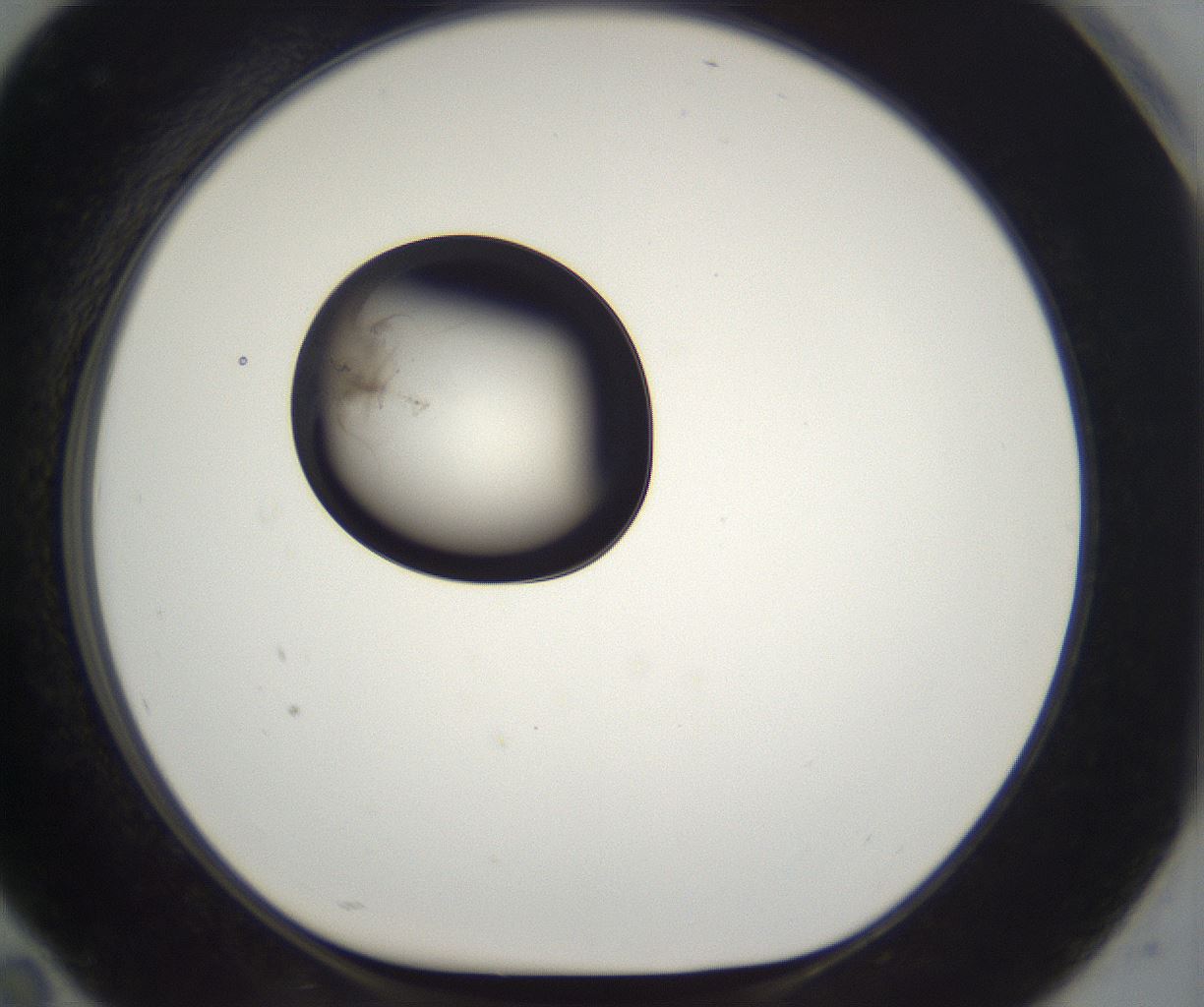folderID210_plateID2210_batchID10053_wellNum94_profileID1_d1_r151473_ef.jpg