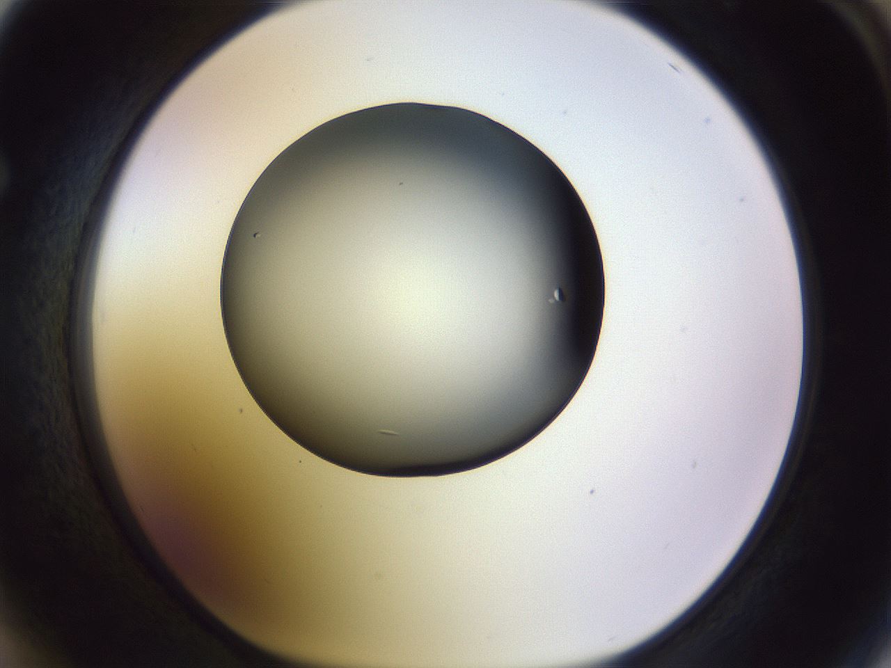 folderID470_plateID1470_batchID5595_wellNum64_profileID1_d1_r93091_ef.jpg