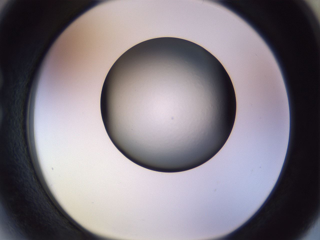folderID470_plateID1470_batchID5656_wellNum27_profileID1_d1_r93017_ef.jpg