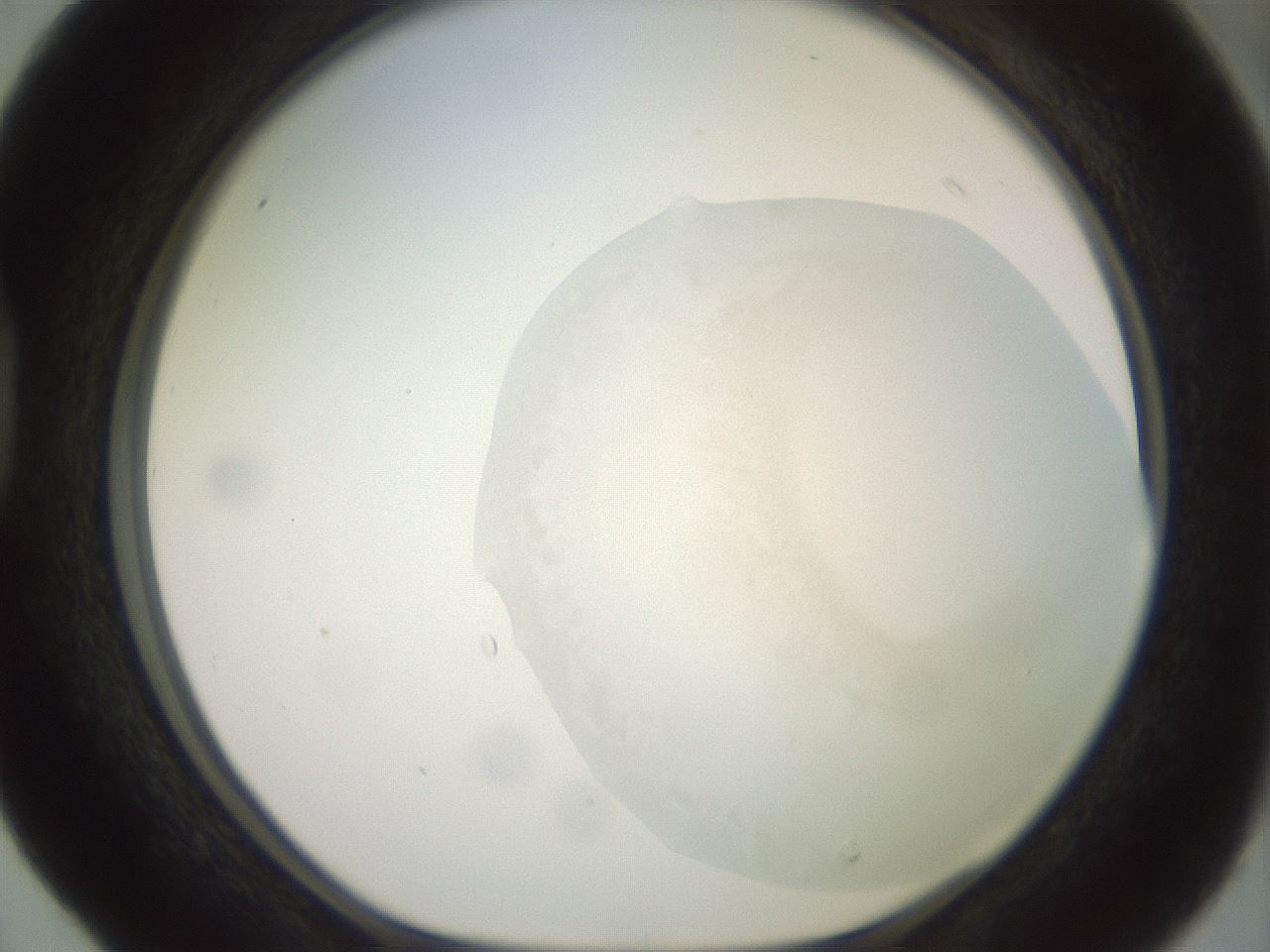 folderID475_plateID2475_batchID12040_wellNum40_profileID1_d1_r185831_ef.jpg
