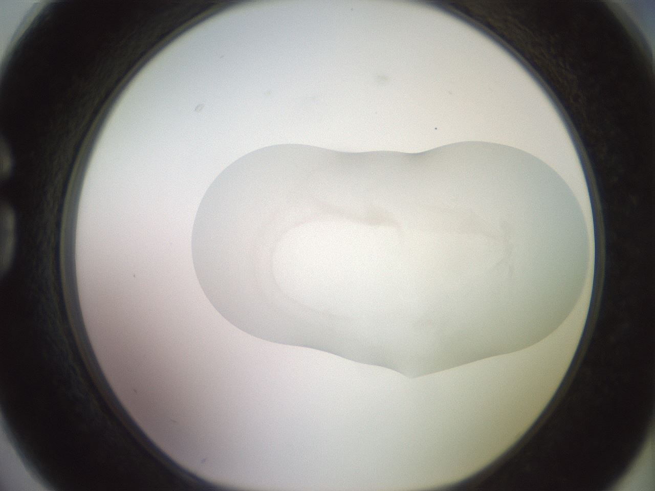 folderID477_plateID2477_batchID12037_wellNum74_profileID1_d1_r185673_ef.jpg
