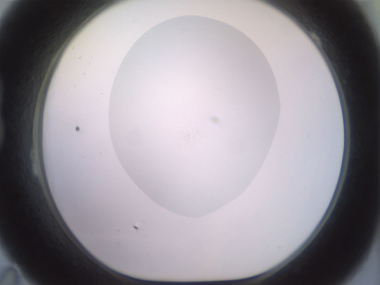folderID477_plateID2477_batchID12037_wellNum23_profileID1_d1_r185622_ef.jpg
