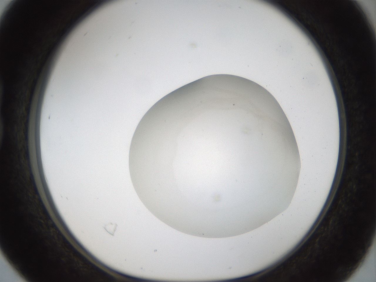 folderID47_plateID1047_batchID2123_wellNum16_profileID1_d1_r47127_ef.jpg