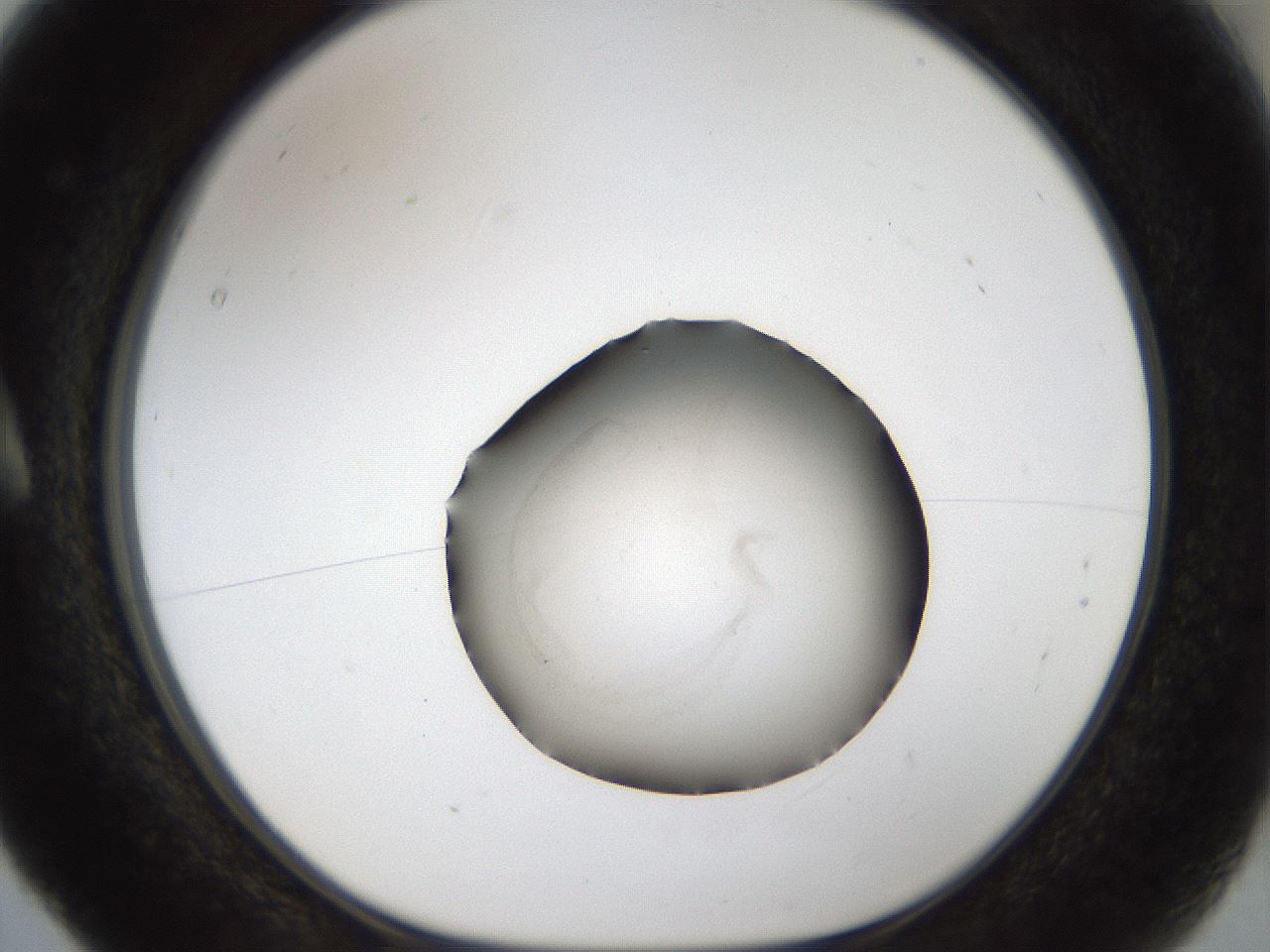 folderID47_plateID1047_batchID2123_wellNum5_profileID1_d1_r47116_ef.jpg