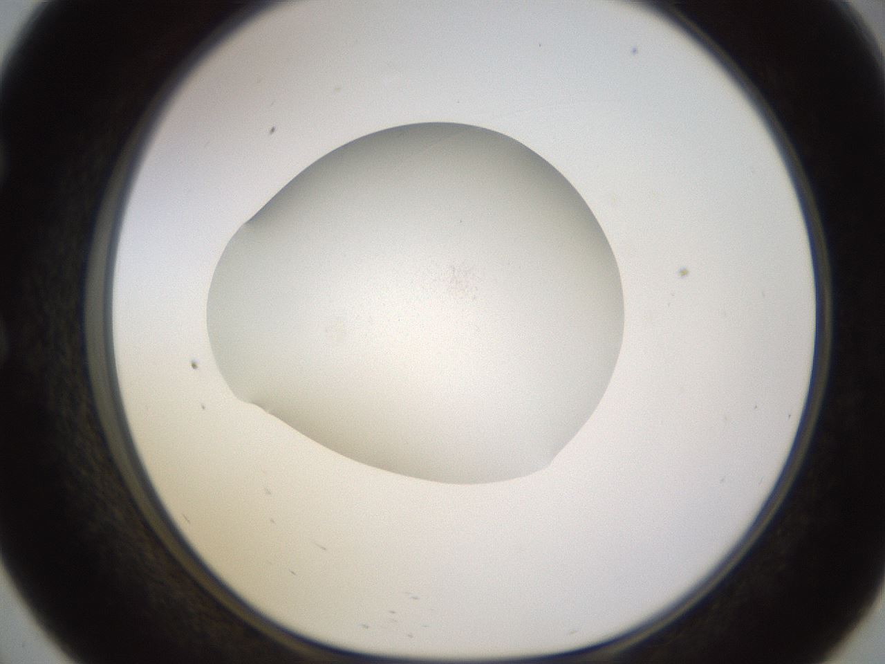 folderID484_plateID1484_batchID5748_wellNum57_profileID1_d1_r94096_ef.jpg