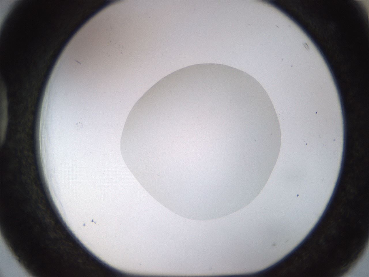 folderID492_plateID1492_batchID5857_wellNum39_profileID1_d1_r94558_ef.jpg
