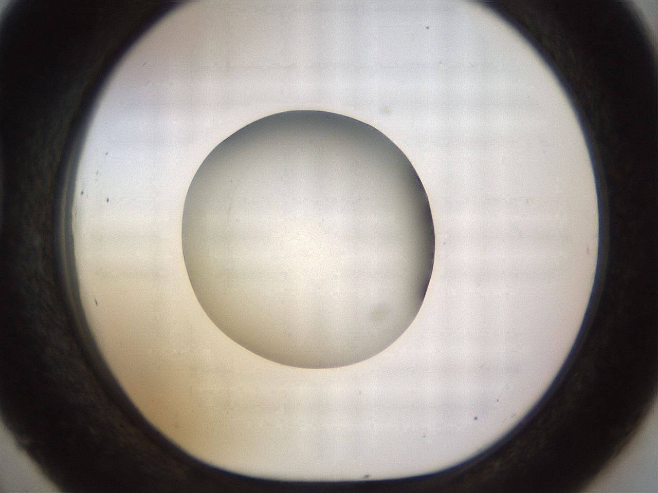 folderID492_plateID1492_batchID5857_wellNum45_profileID1_d1_r94564_ef.jpg