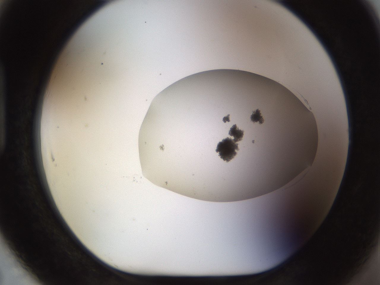 folderID492_plateID1492_batchID5857_wellNum91_profileID1_d1_r94610_ef.jpg