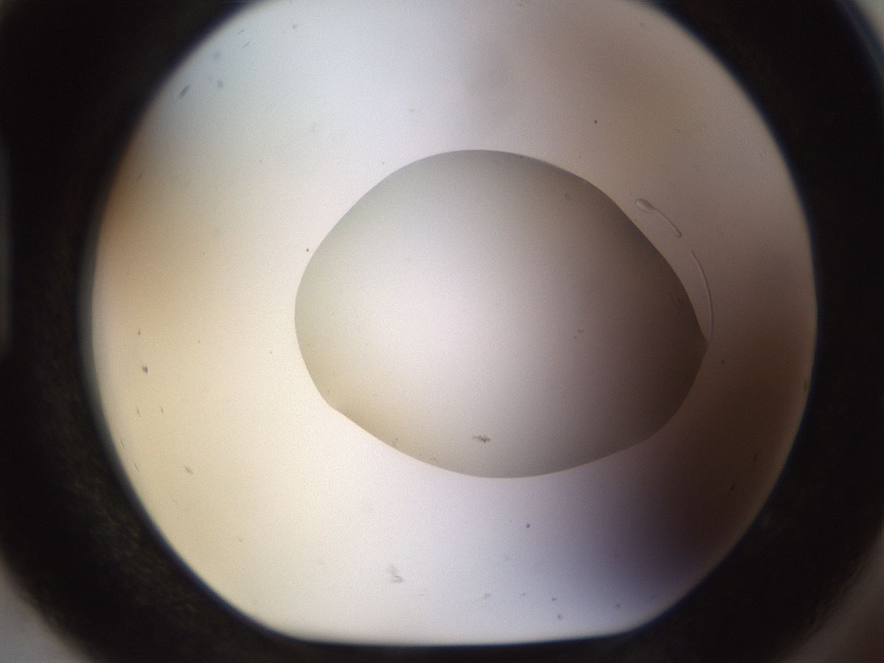 folderID492_plateID1492_batchID5857_wellNum92_profileID1_d1_r94611_ef.jpg