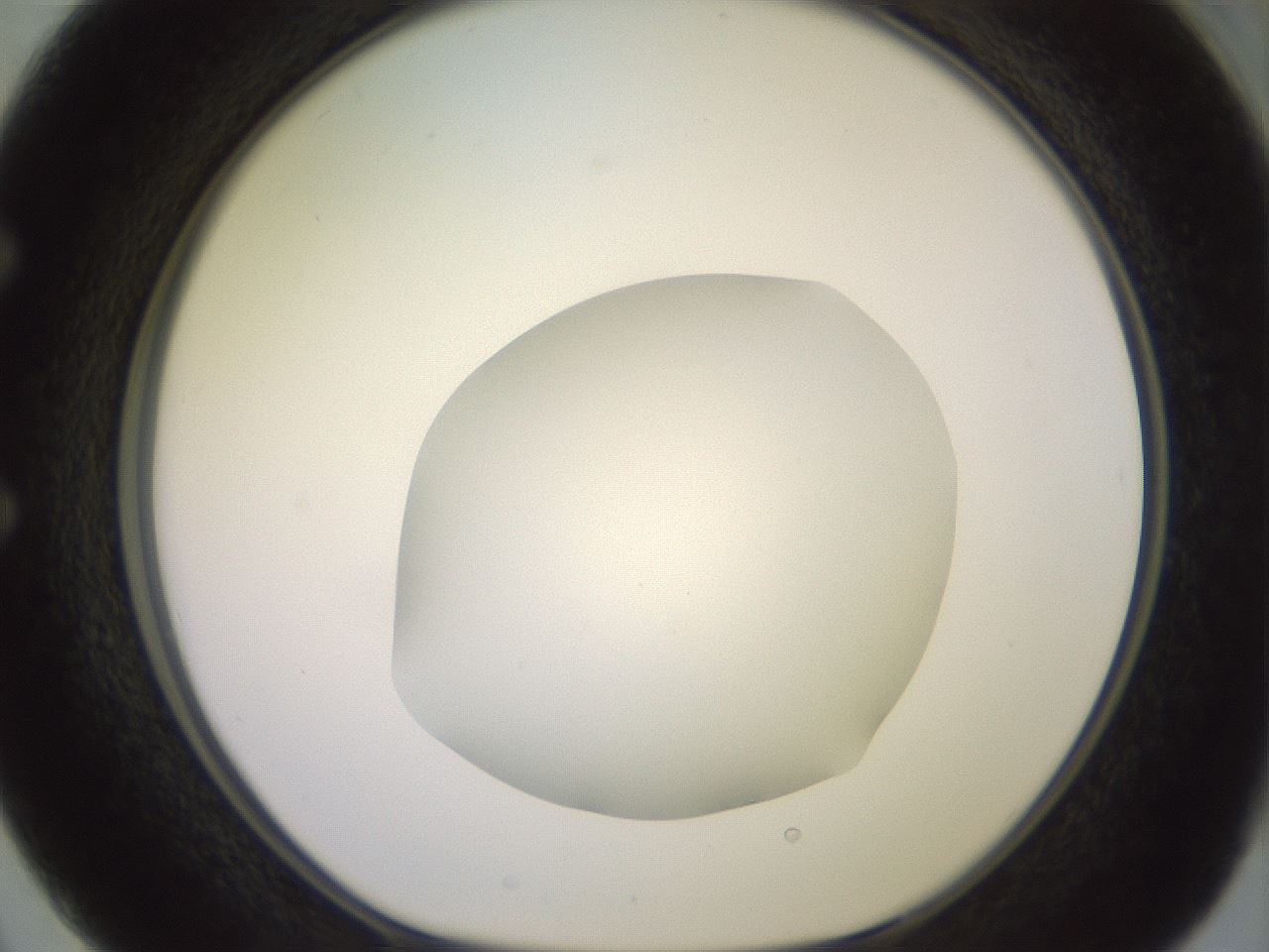 folderID492_plateID2492_batchID12062_wellNum50_profileID1_d1_r187149_ef.jpg