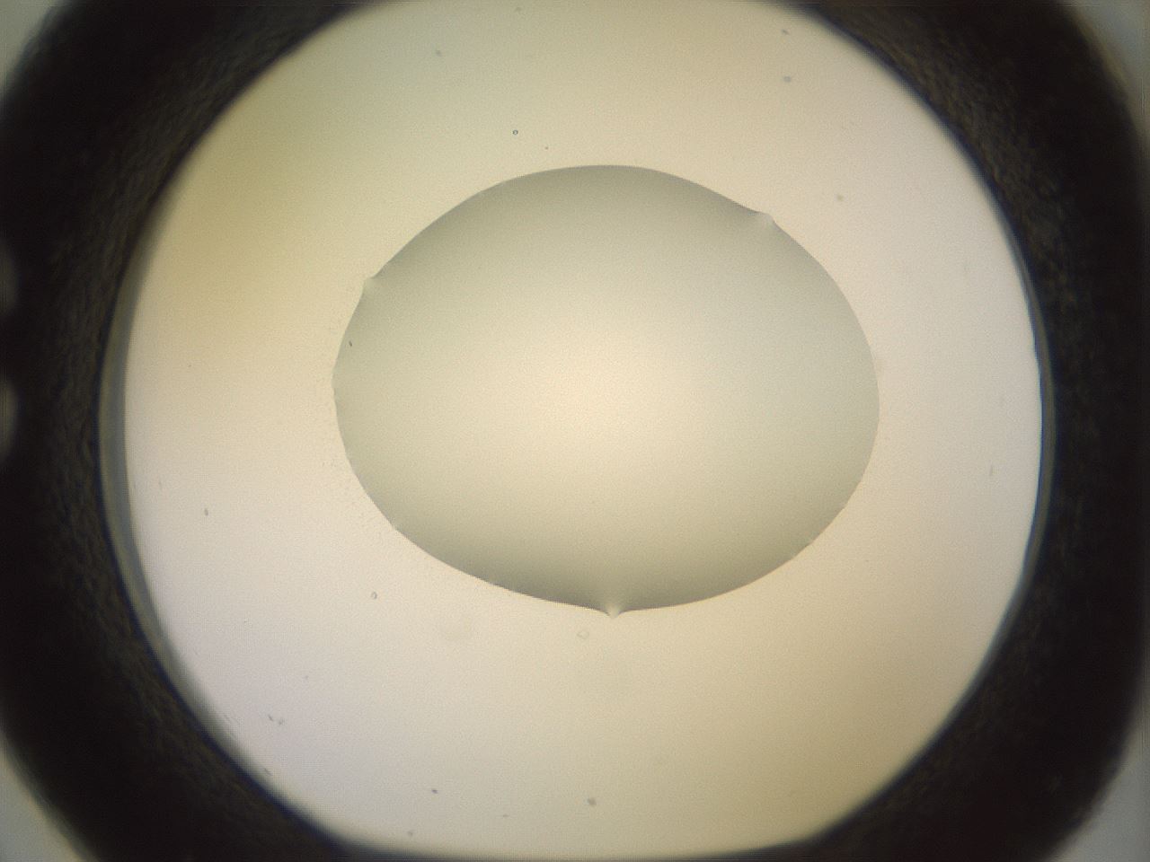 folderID492_plateID2492_batchID12062_wellNum26_profileID1_d1_r187125_ef.jpg