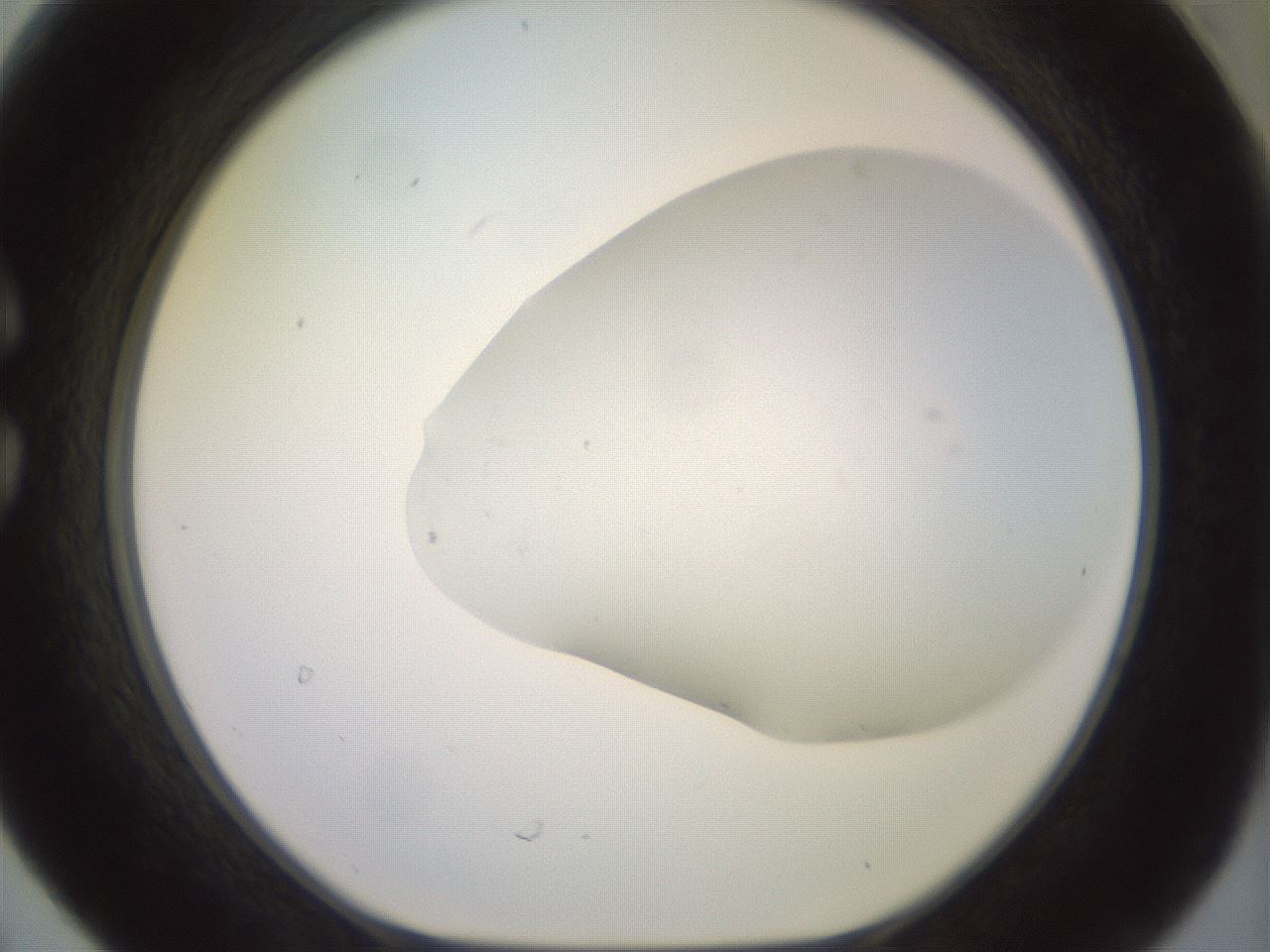 folderID492_plateID2492_batchID12062_wellNum30_profileID1_d1_r187129_ef.jpg