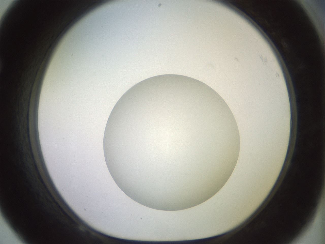 folderID492_plateID2492_batchID12062_wellNum68_profileID1_d1_r187167_ef.jpg