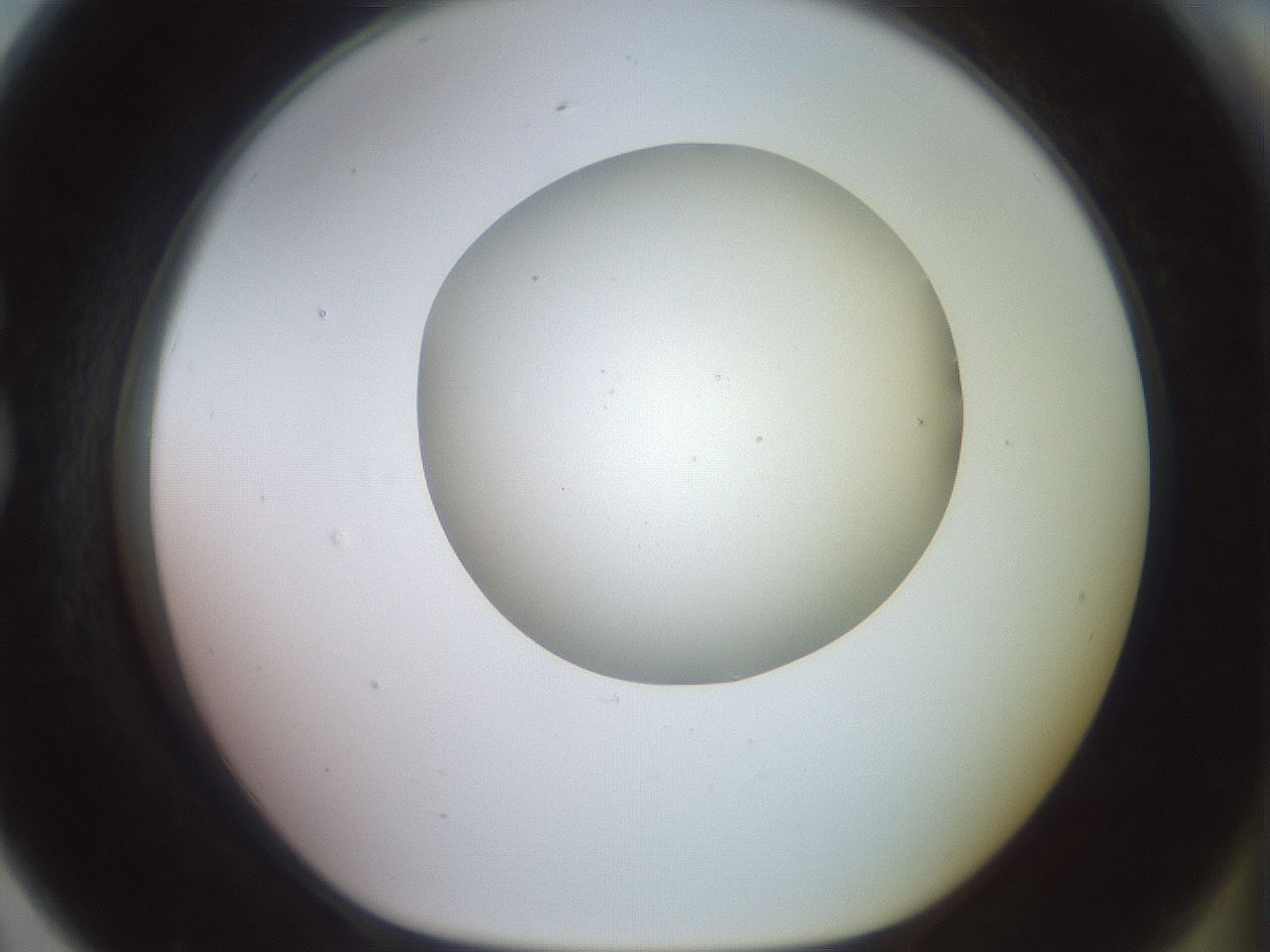 folderID492_plateID2492_batchID12062_wellNum79_profileID1_d1_r187178_ef.jpg