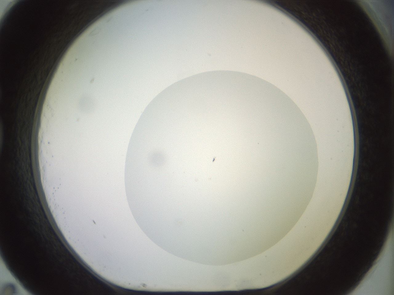 folderID492_plateID2492_batchID12062_wellNum83_profileID1_d1_r187182_ef.jpg