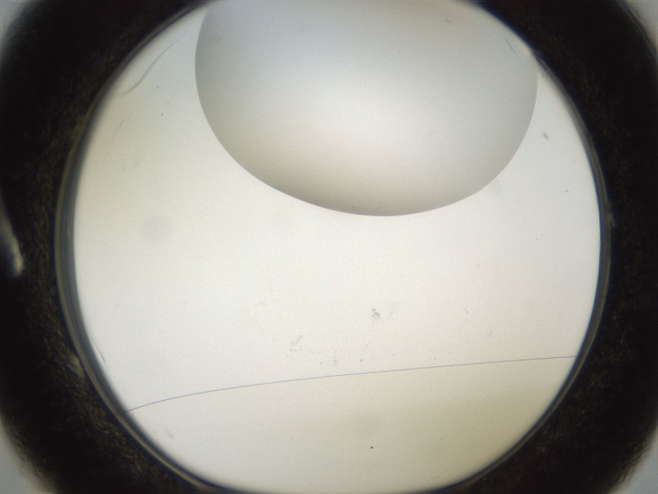 folderID493_plateID2493_batchID12067_wellNum1_profileID1_d1_r187388_ef.jpg