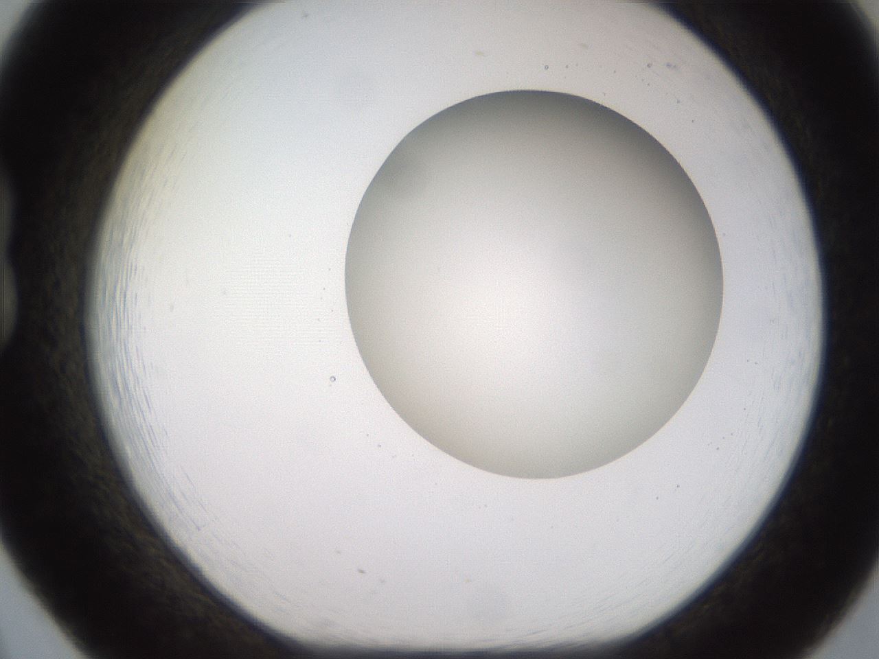 folderID493_plateID2493_batchID12067_wellNum20_profileID1_d1_r187407_ef.jpg