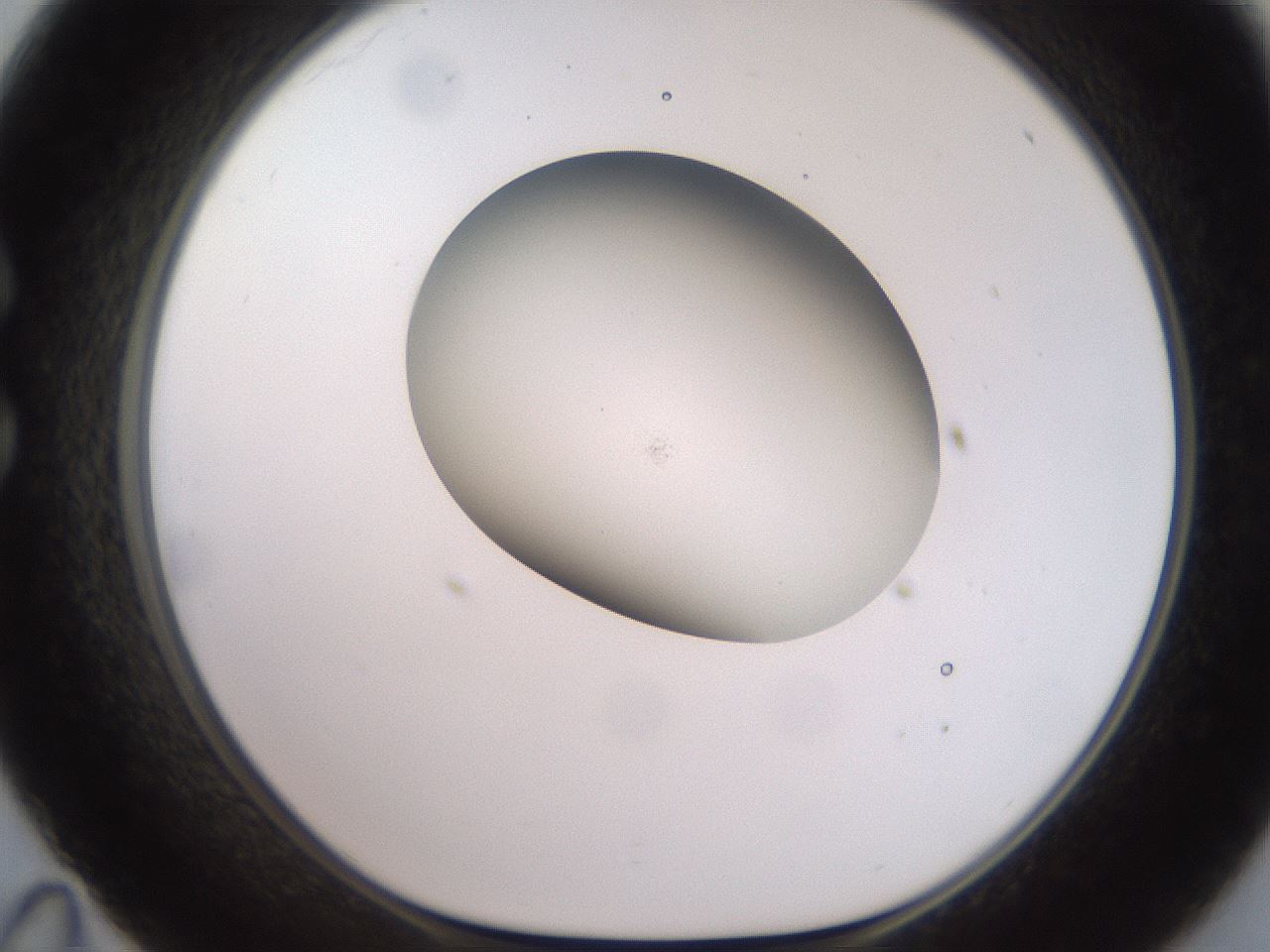 folderID493_plateID2493_batchID12067_wellNum35_profileID1_d1_r187422_ef.jpg