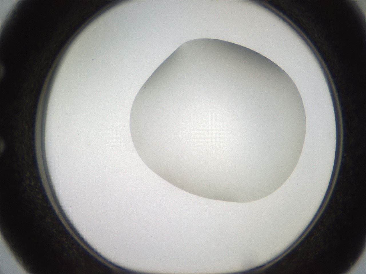 folderID493_plateID2493_batchID12067_wellNum50_profileID1_d1_r187437_ef.jpg