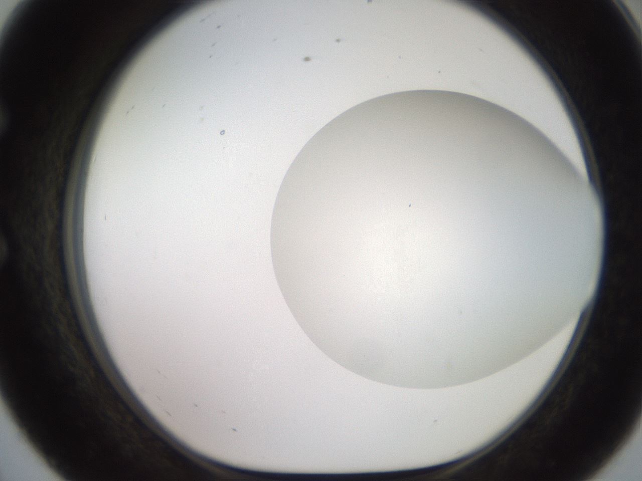 folderID493_plateID2493_batchID12067_wellNum56_profileID1_d1_r187443_ef.jpg
