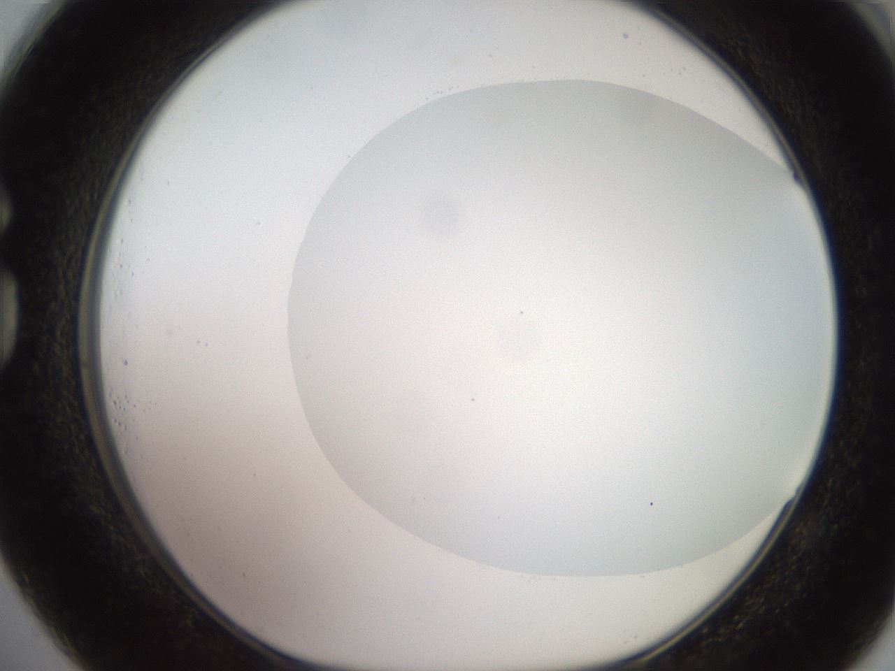folderID493_plateID2493_batchID12067_wellNum73_profileID1_d1_r187460_ef.jpg