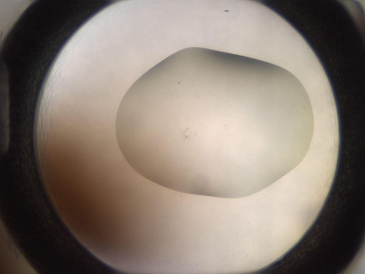 folderID493_plateID2493_batchID12067_wellNum85_profileID1_d1_r187472_ef.jpg