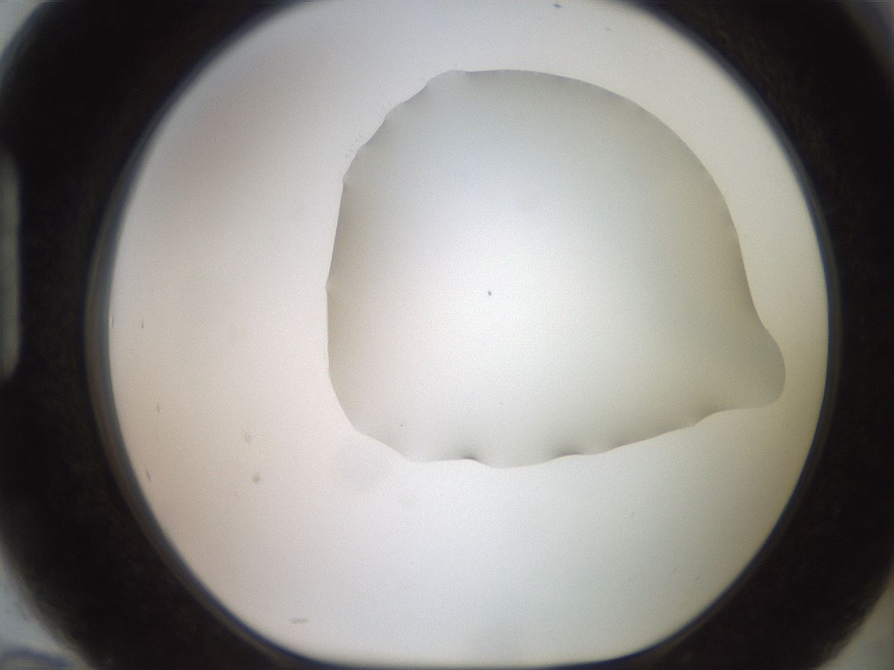 folderID493_plateID2493_batchID12067_wellNum94_profileID1_d1_r187481_ef.jpg