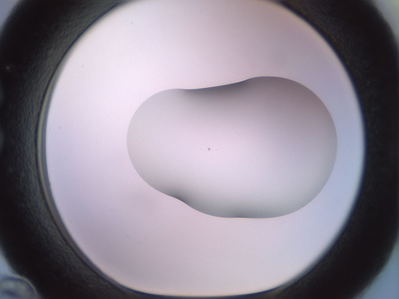 folderID494_plateID2494_batchID12066_wellNum36_profileID1_d1_r187327_ef.jpg