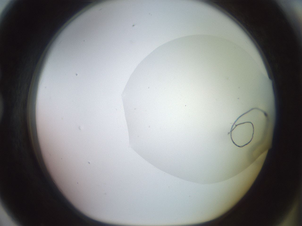 folderID494_plateID2494_batchID12066_wellNum79_profileID1_d1_r187370_ef.jpg