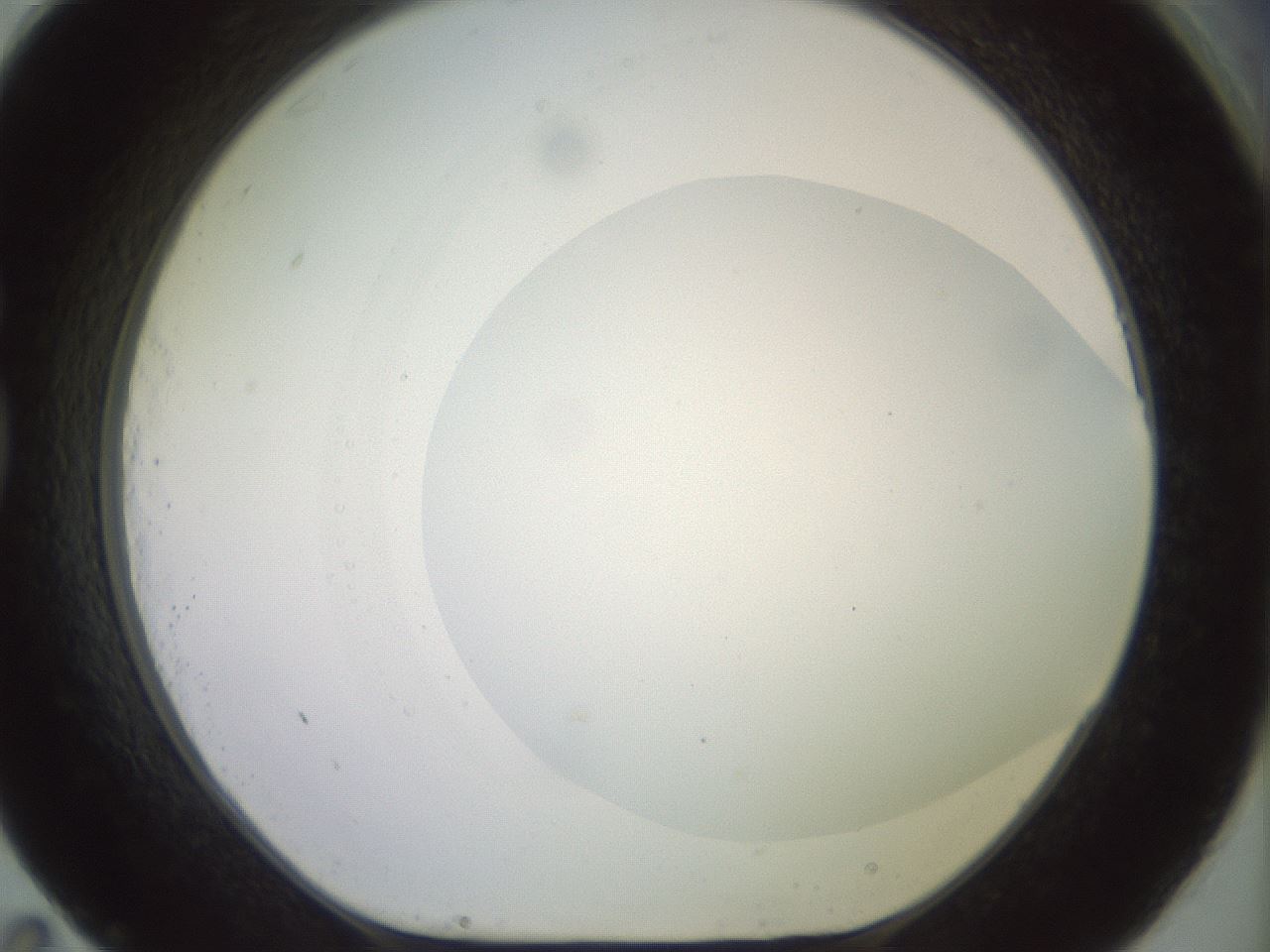 folderID494_plateID2494_batchID12066_wellNum83_profileID1_d1_r187374_ef.jpg
