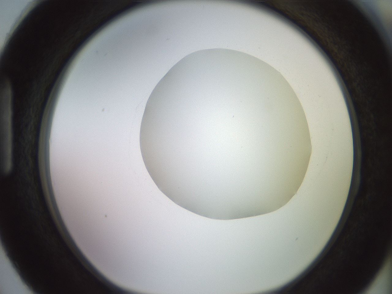 folderID494_plateID2494_batchID12066_wellNum87_profileID1_d1_r187378_ef.jpg