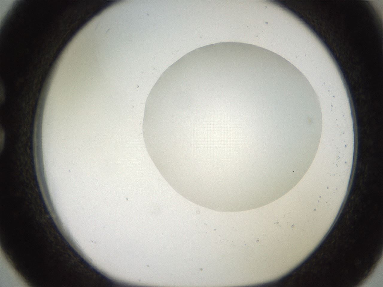 folderID495_plateID2495_batchID12071_wellNum26_profileID1_d1_r187605_ef.jpg